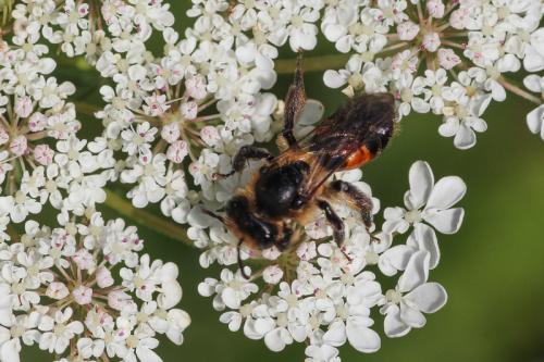 Andrena rosae